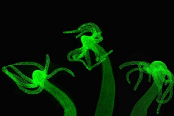 Не работает сайт kraken